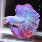  бойцовая рыбка тропическая рыба организм половина moon розовый мужской оттенок красного 