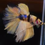  бойцовая рыбка тропическая рыба организм половина moon желтый Galaxy мужской 