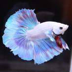  бойцовая рыбка тропическая рыба организм половина moon розовый мужской оттенок голубого 