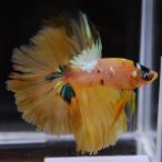  бойцовая рыбка тропическая рыба организм половина moon желтый Galaxy мужской 