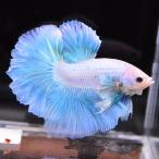  бойцовая рыбка тропическая рыба организм половина moon Dumbo Suite мужской оттенок голубого 