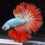  бойцовая рыбка тропическая рыба организм половина moon голубой красный мужской 