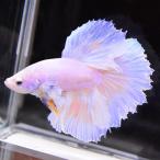  бойцовая рыбка тропическая рыба организм половина moon Dumbo Suite мужской оттенок желтого 