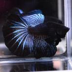  бойцовая рыбка тропическая рыба организм половина moon blue black мужской 