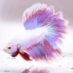  бойцовая рыбка тропическая рыба организм половина moon розовый мужской оттенок голубого 