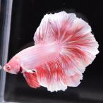  бойцовая рыбка тропическая рыба организм половина moon розовый мужской оттенок красного 