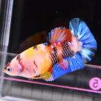  бойцовая рыбка тропическая рыба организм pra cut многоцветный женский размножение 