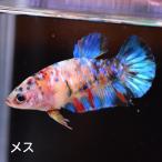  бойцовая рыбка тропическая рыба организм pra cut многоцветный женский размножение 