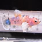  бойцовая рыбка тропическая рыба организм pra cut Dumbo сладости женский размножение 