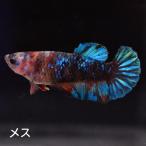  бойцовая рыбка тропическая рыба организм pra cut многоцветный женский размножение 