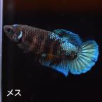  бойцовая рыбка тропическая рыба организм pra cut черный Star женский размножение голубой 