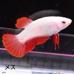  бойцовая рыбка тропическая рыба организм pra cut красный Dragon женский размножение 