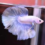  бойцовая рыбка тропическая рыба организм половина moon голубой Suite мужской 