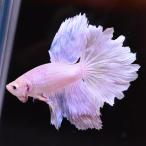  бойцовая рыбка тропическая рыба организм половина moon розовый мужской оттенок красного 