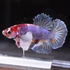  бойцовая рыбка тропическая рыба организм pra cut Dumbo сладости мужской оттенок голубого 