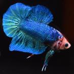  бойцовая рыбка тропическая рыба организм pra cut fancy мужской оттенок голубого 