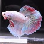  бойцовая рыбка тропическая рыба организм половина moon розовый мужской оттенок красного 