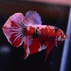  бойцовая рыбка тропическая рыба организм pra cut красный koi медь мужской 