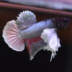  бойцовая рыбка тропическая рыба организм pra cut Dumbo медь мужской оттенок черного 