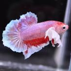  бойцовая рыбка тропическая рыба организм pra cut Dumbo розовый мужской оттенок красного 