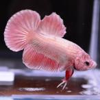  бойцовая рыбка тропическая рыба организм pra cut розовое золото мужской оттенок красного 