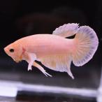  бойцовая рыбка тропическая рыба организм pra cut Dumbo Gold мужской оттенок желтого 