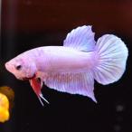  бойцовая рыбка тропическая рыба организм pra cut розовое золото мужской оттенок красного 