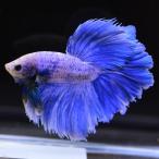  бойцовая рыбка тропическая рыба организм половина moon голубой Suite мужской 