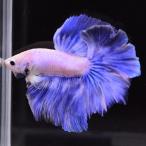  бойцовая рыбка тропическая рыба организм половина moon голубой Suite мужской 