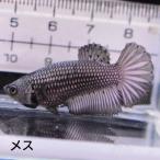  бойцовая рыбка тропическая рыба организм половина moon медь черный женский размножение 