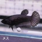  бойцовая рыбка тропическая рыба организм половина moon медь черный женский размножение 