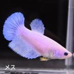  бойцовая рыбка тропическая рыба организм половина moon желтый Gris  cell женский размножение 