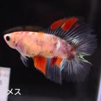  бойцовая рыбка тропическая рыба организм двойной tail половина moon сладости женский размножение 