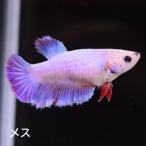  бойцовая рыбка тропическая рыба организм половина moon розовый женский размножение 