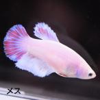  бойцовая рыбка тропическая рыба организм половина moon розовый женский размножение 