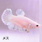  бойцовая рыбка тропическая рыба организм половина moon Dumbo .. Suite женский размножение оттенок красного 