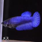  бойцовая рыбка тропическая рыба организм половина moon голубой женский размножение 