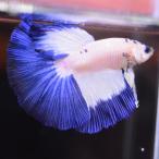  бойцовая рыбка тропическая рыба организм половина moon голубой обод мужской 