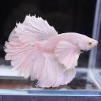  бойцовая рыбка тропическая рыба организм половина moon Dumbo белый мужской 