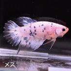  бойцовая рыбка тропическая рыба организм половина moon голубой точка женский размножение 