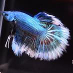  бойцовая рыбка тропическая рыба организм половина moon зеленый черный бабочка мужской оттенок голубого 