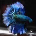  бойцовая рыбка тропическая рыба организм половина moon зеленый черный бабочка мужской оттенок голубого 