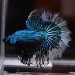 ベタ 熱帯魚 生体 ハーフムーン グリー