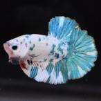 ベタ 熱帯魚 生体 プラカット ブルード