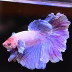  бойцовая рыбка тропическая рыба организм половина moon Dumbo Suite мужской оттенок красного 