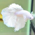 ベタ 熱帯魚 生体 ハーフムーン ジャイアント 7.0ダンボホワイト オス