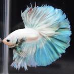  бойцовая рыбка тропическая рыба организм половина moon голубой Suite мужской 