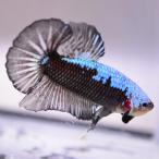  бойцовая рыбка тропическая рыба организм pra cut голубой Samurai мужской оттенок черного 