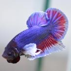  бойцовая рыбка тропическая рыба организм ja Ian to pra cut 5.0 Dumbo лаванда мужской оттенок красного 