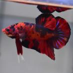  бойцовая рыбка тропическая рыба организм ja Ian to pra cut 6.0 сладости мужской оттенок красного 